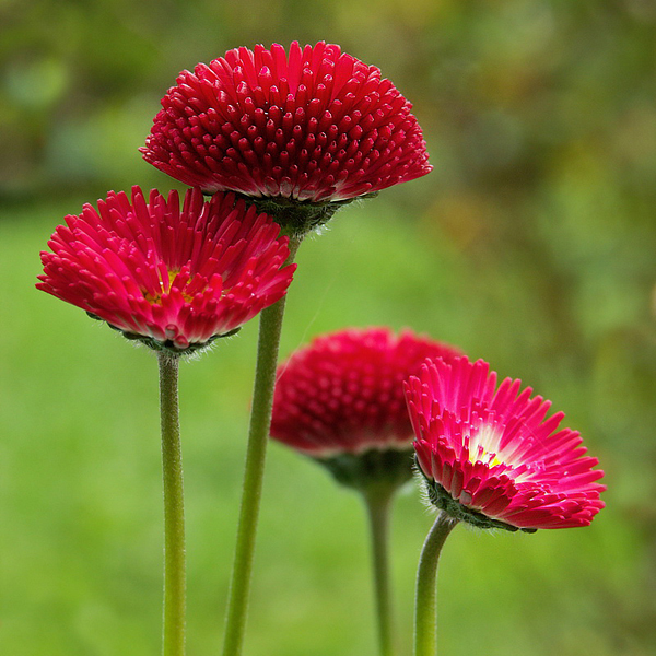 Blume  PICT 4719_Bildgröße ändern.jpg